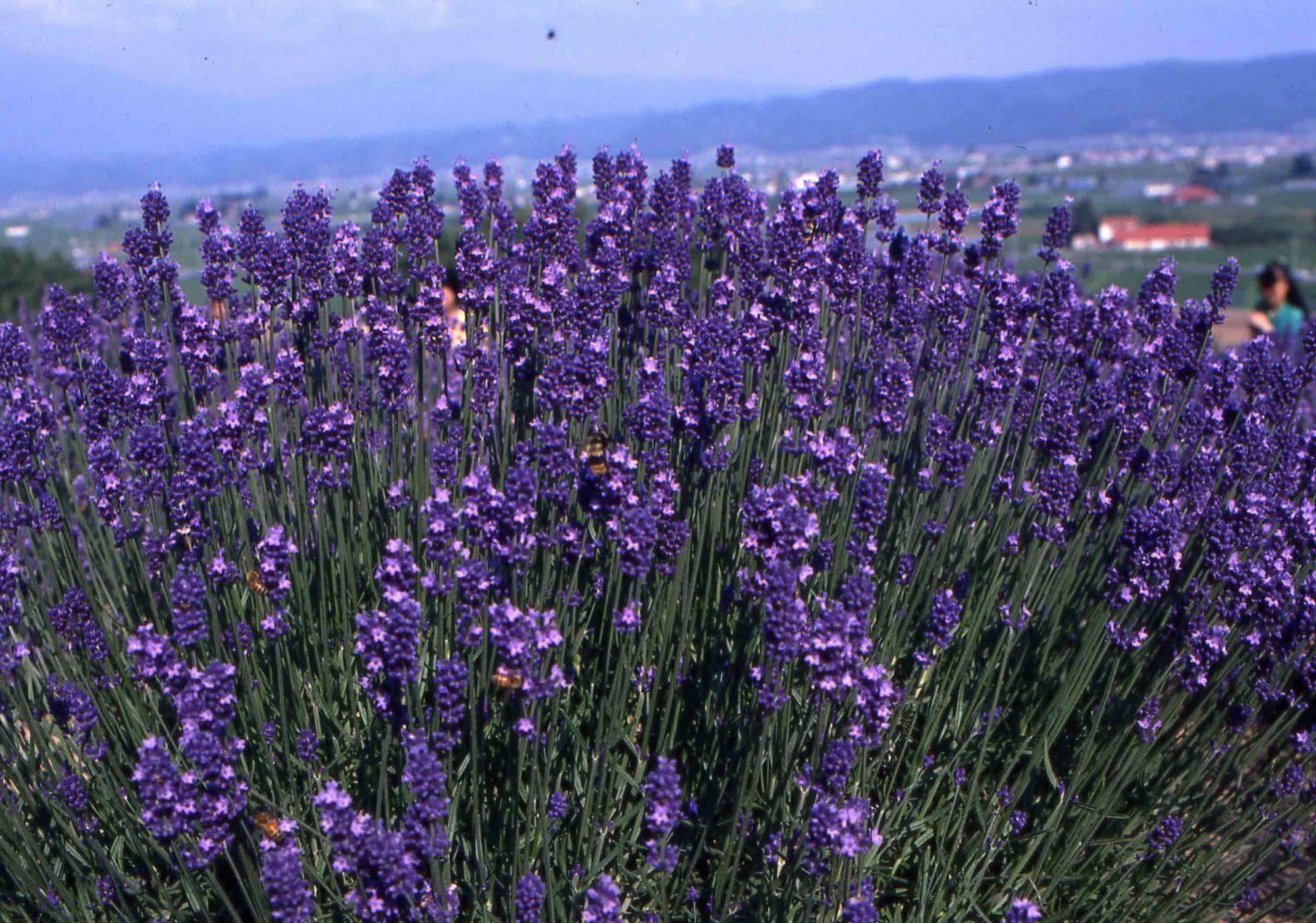 Pension Lavender Furano Luaran gambar